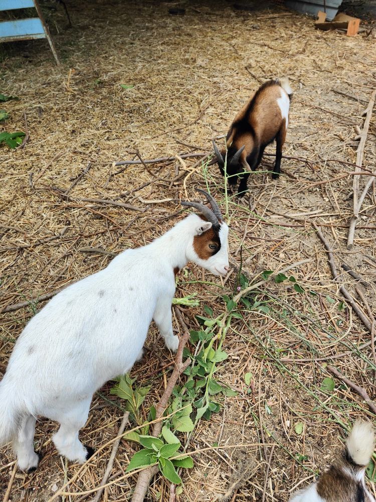 Cabras anãs casal