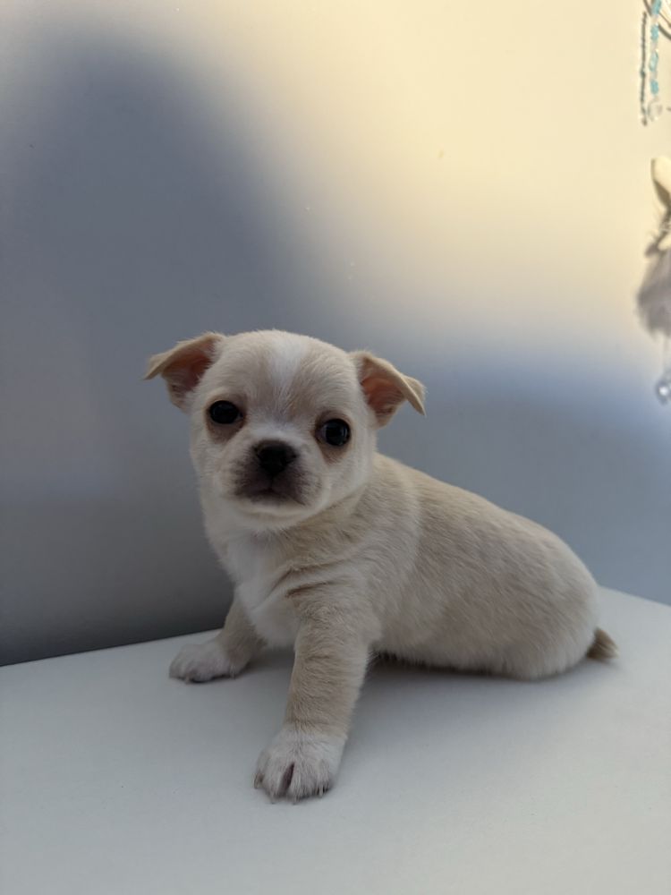 Piesek pies chihuahua kremowy miniaturka