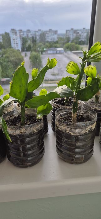 Кактус опунция, опунція