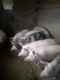 Продам м'ясні домашні свині