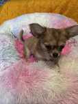 Chihuahua piesek długowłosy