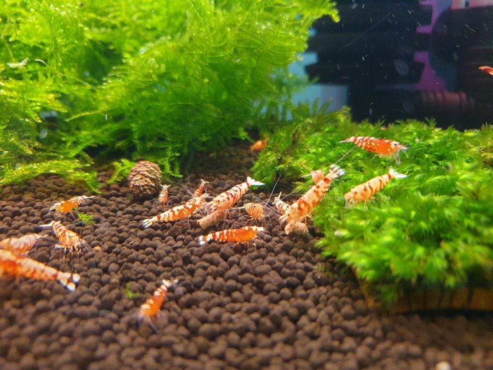 Krewetki Red Fancy Tiger