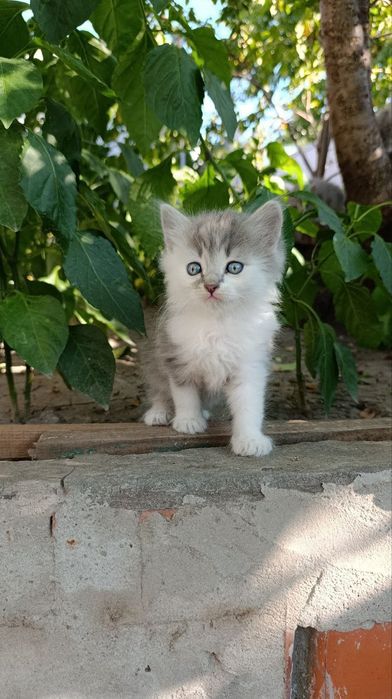 Кошенята шотландські метиси в добрі руки