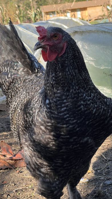 Galos Malines adultos