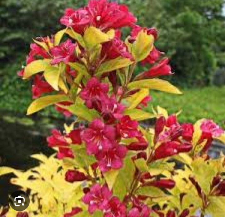 Вейгели, Хакуро Нішікі верби, юка