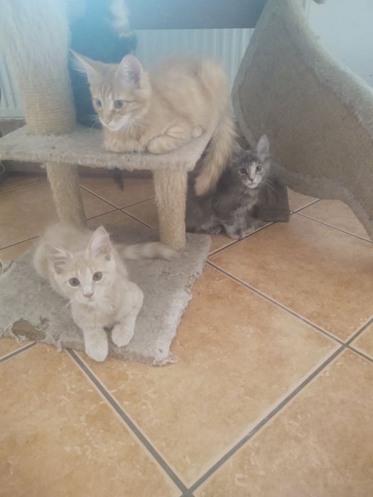 Kocurek Maine Coon