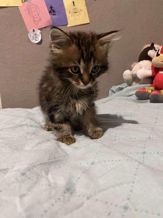 ВІДДАМ кошеня в добрі руки