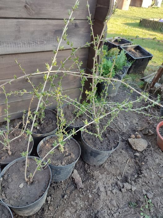 Sadzonki jagody goji