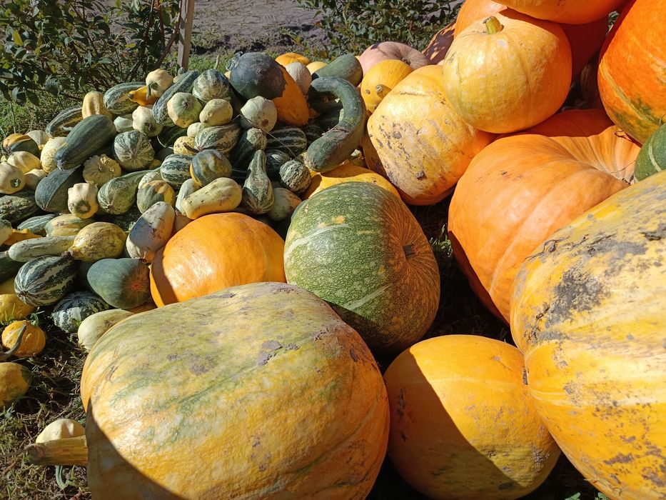 Dynia jadalna / ozdobna