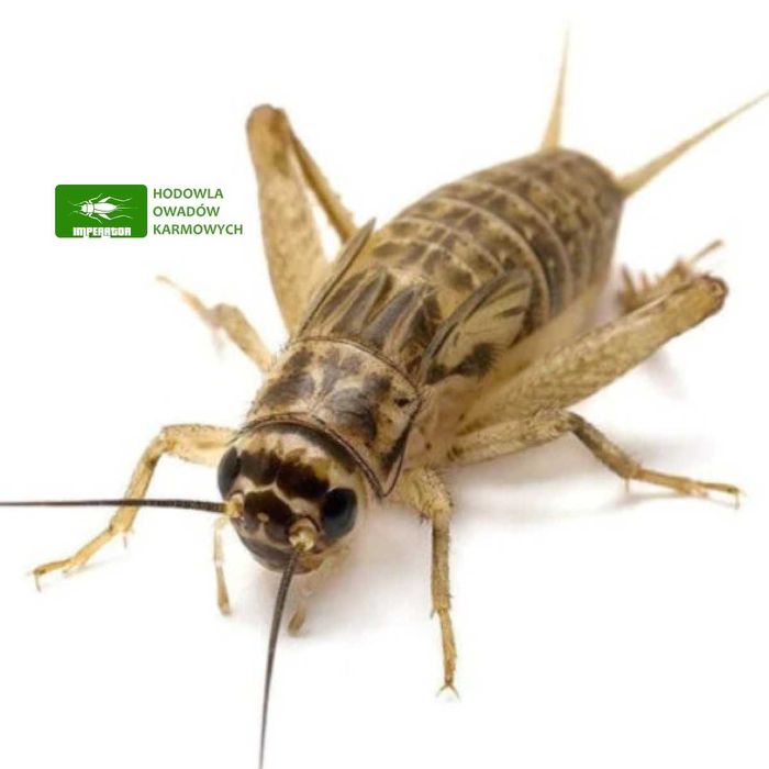 Świerszcze domowe duże ( 1,5 - 2 cm ) - 100szt + legalna wysyłka