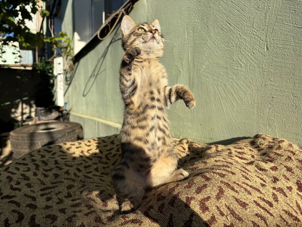 Котенок в хорошие руки