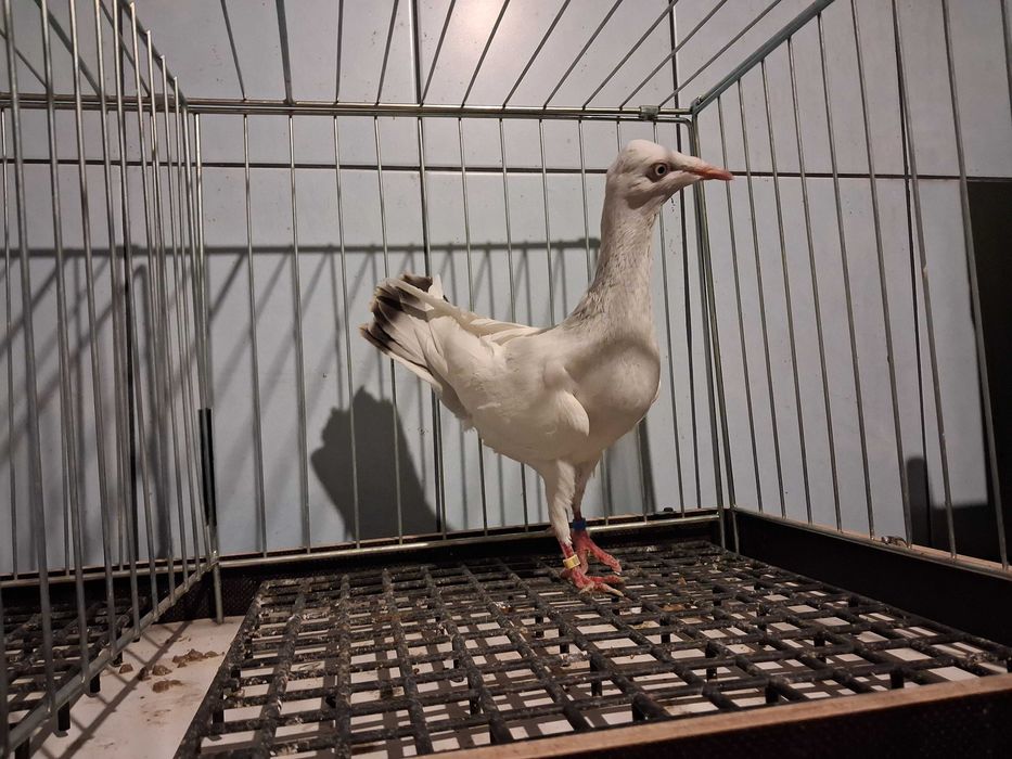 perłowe perłowy samczyki