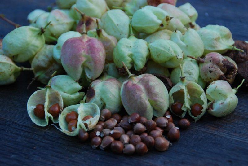 Kłokoczka południowa 100 szt. drzewko różańcowe staphylea pinnata