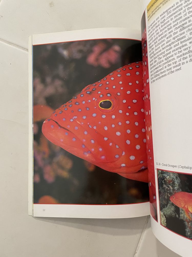 Livro sobre peixes - Wonders of the deep: The red sea