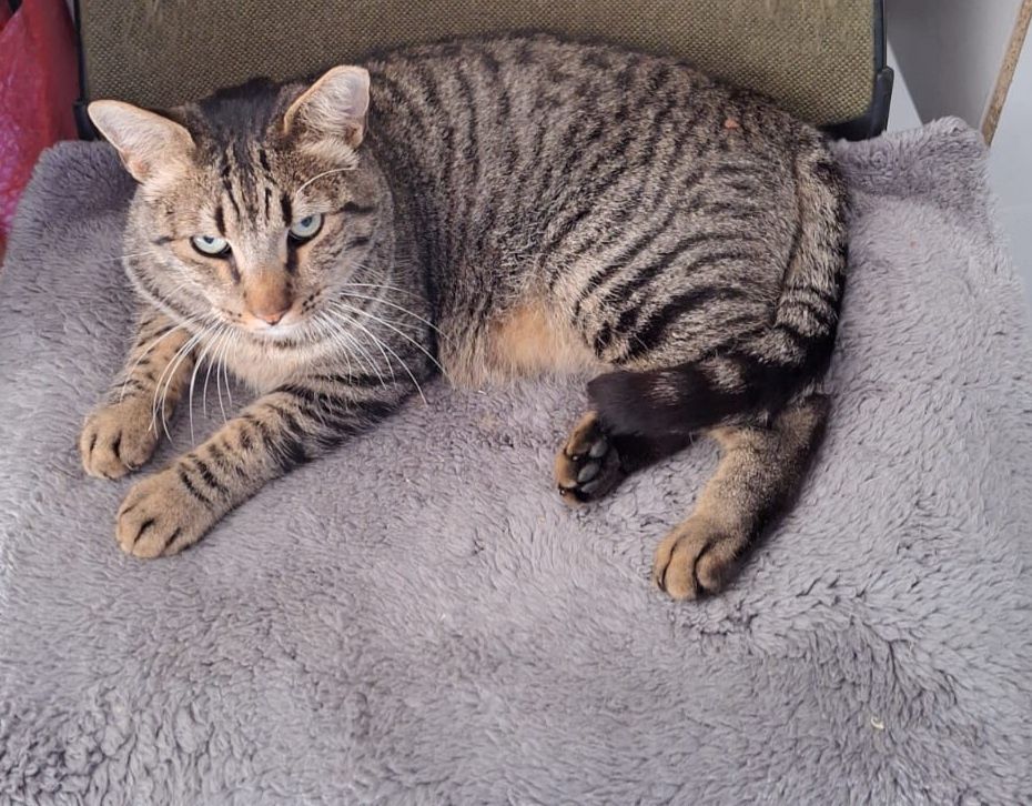 Gato meiguinho castrado para adoção