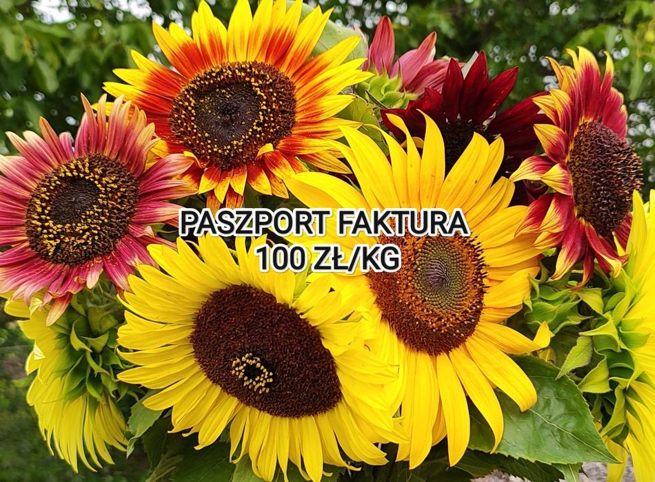Słonecznik ozdobny materiał siewny