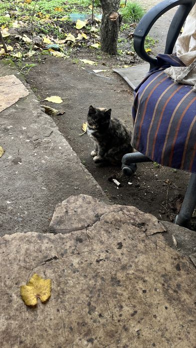 Кошеня дівчинка заберіть будь ласка