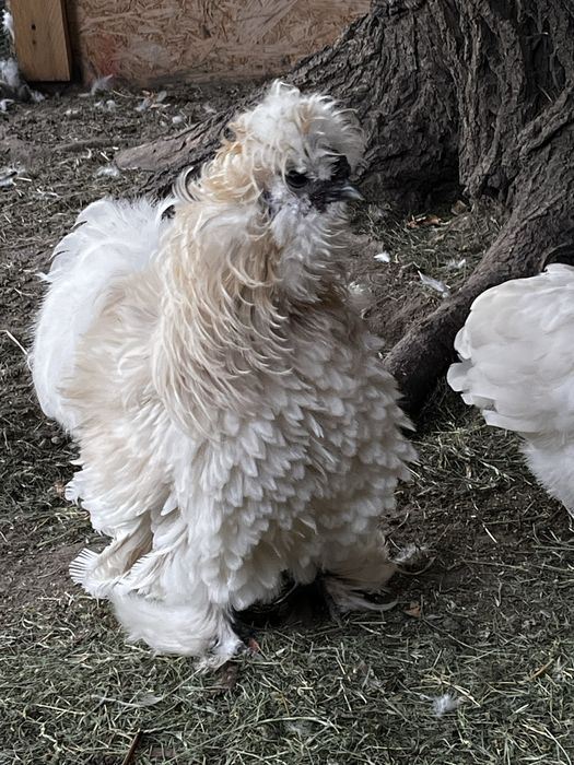 Silka Lokowana kogut