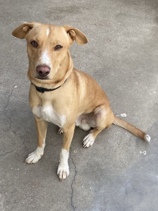 Cao para adocao com 1 ano