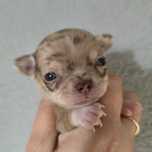 Chihuahua suczka  choco merle