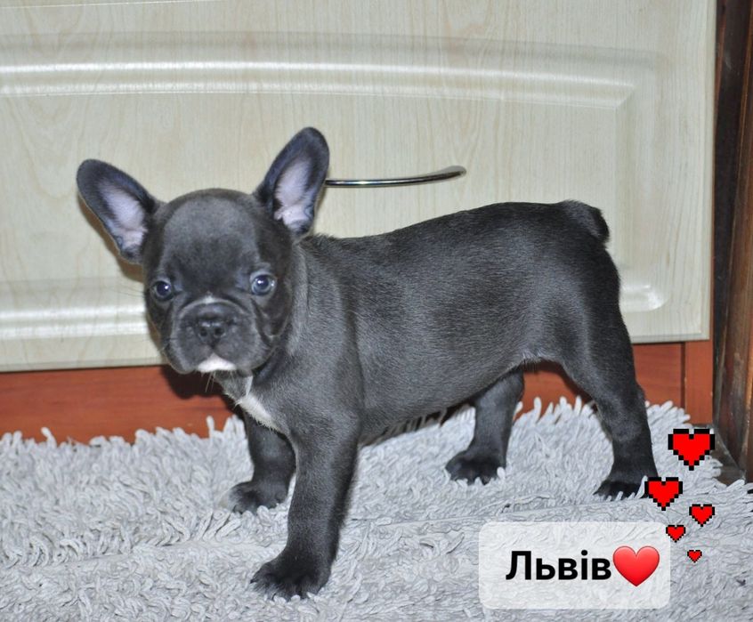 Дівчинка красуня блакитна