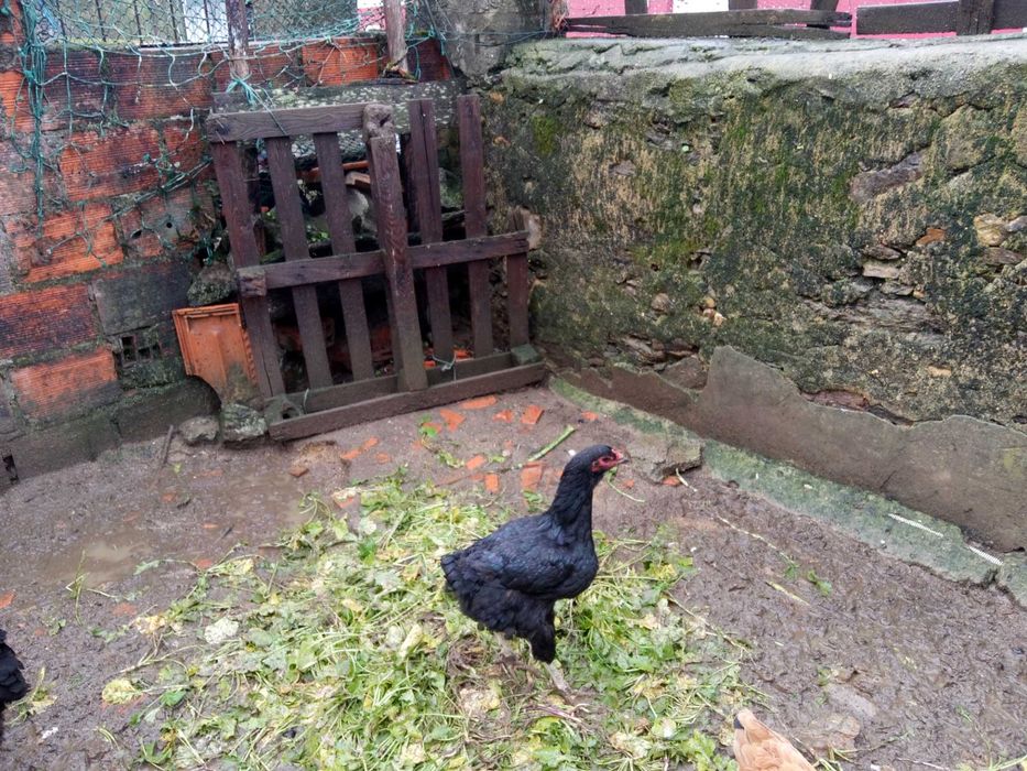 Vendo casal de galinhas