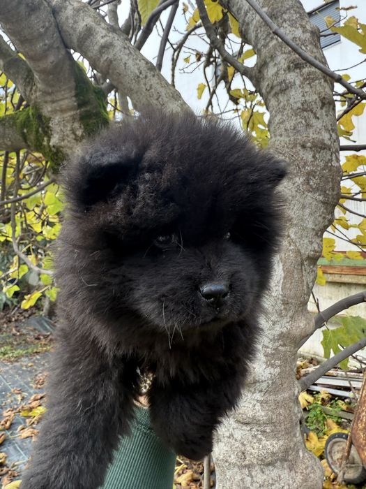 Chow Chow Macho Preto