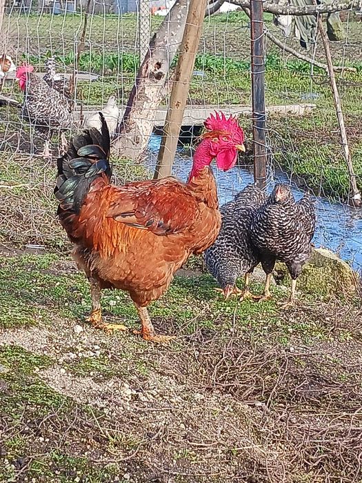 Galos para cabidelas e Ovos das nossas Galinhas criadas ao ar livre