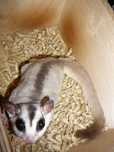 Lotopałanka karłowata lotopałanki parka whiteface