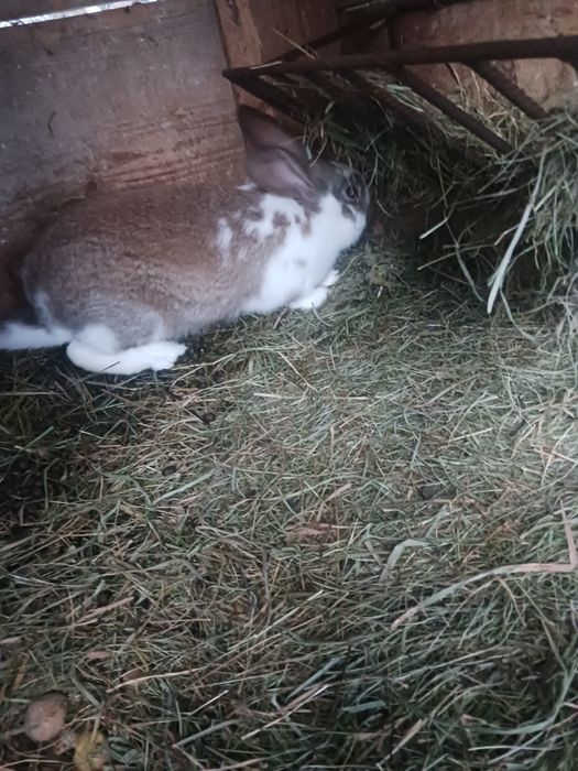 Młode króliki do chowu