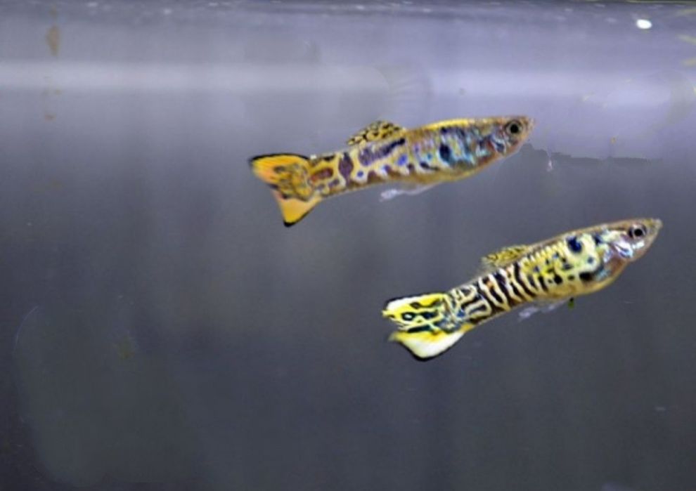 Gupiki karłowate – tylko samce, 3 zł/szt.