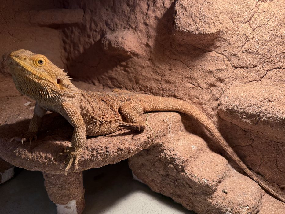 sprzedam agame brodata wraz z terrariumem