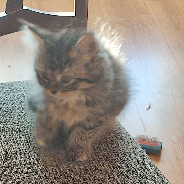 Милі кошенята шукають свою люблячу сім’ю!