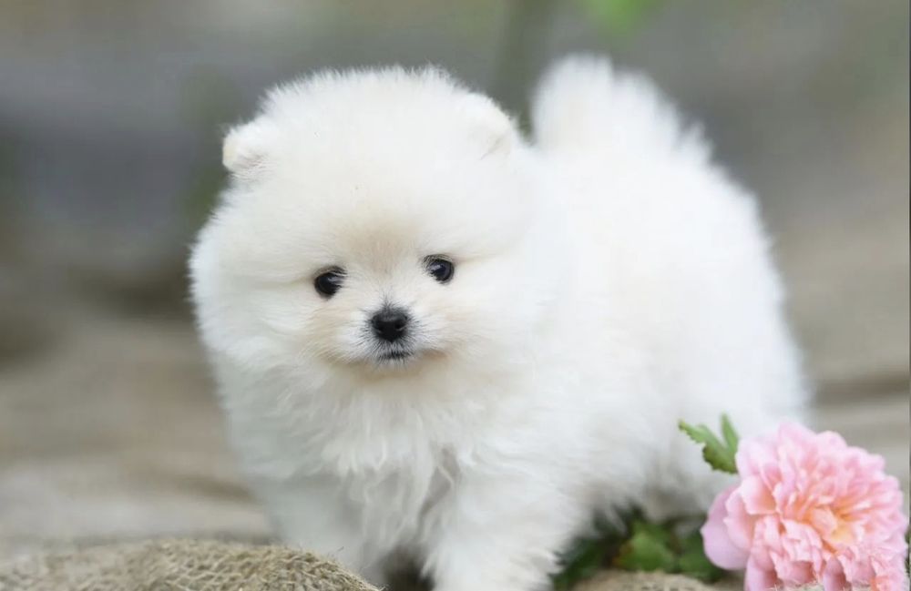 Крохи шпицы мишки