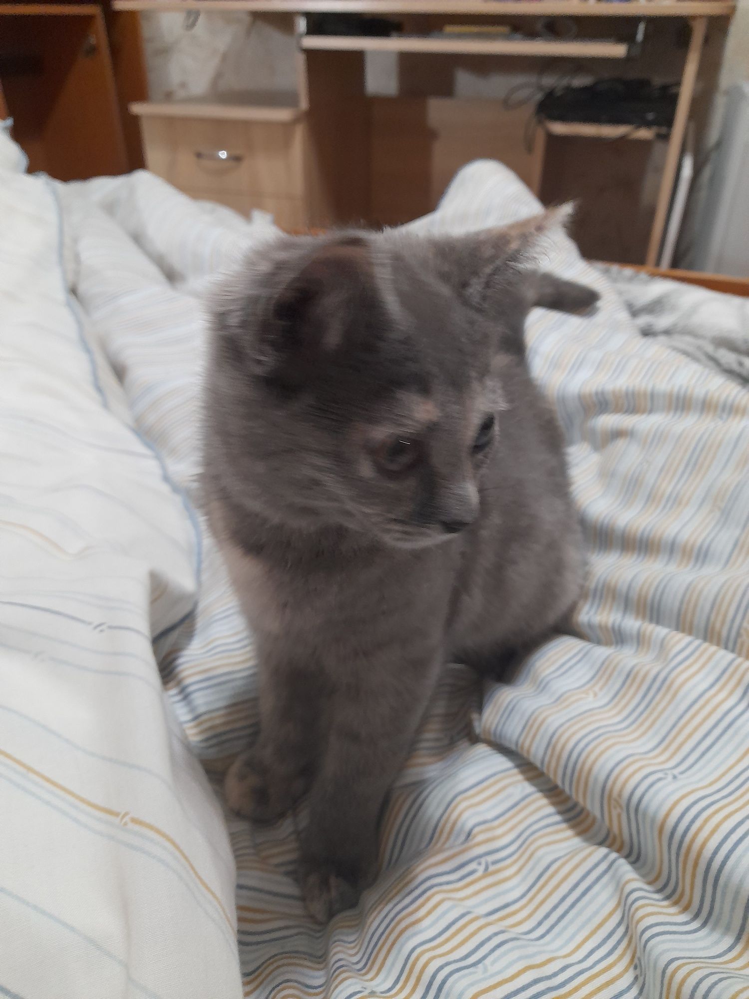 Кошенята шукають сім'ю