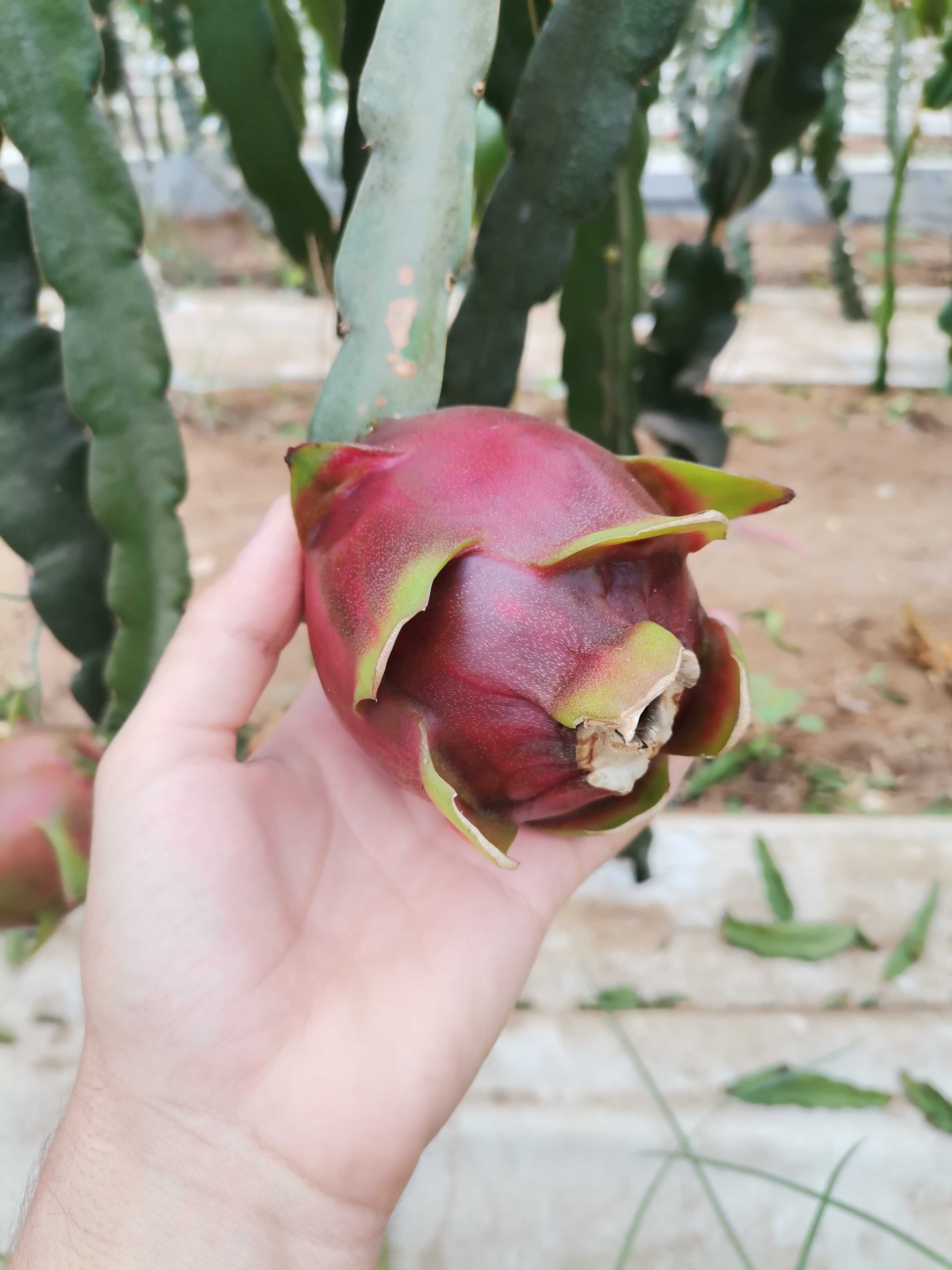 Pitaya - fruto produção nacional