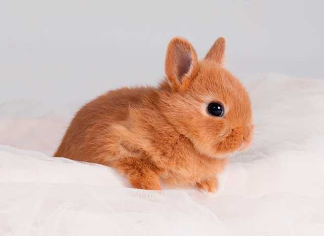 Coelhos anões, mini holandês, Teddy desparasitados e vacinados