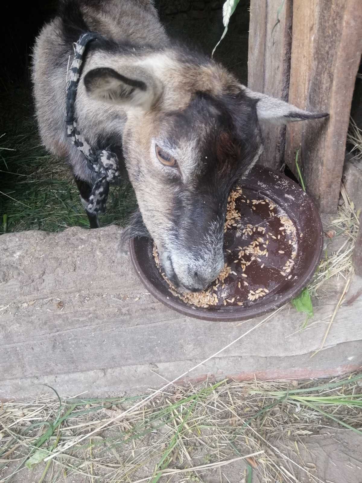 Продам дійну козу