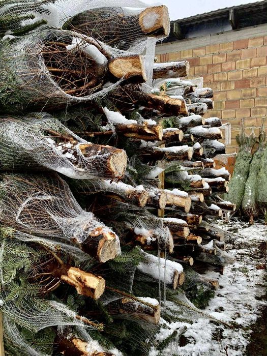 jodła kaukaska 2.00-2.50 świerki choinki