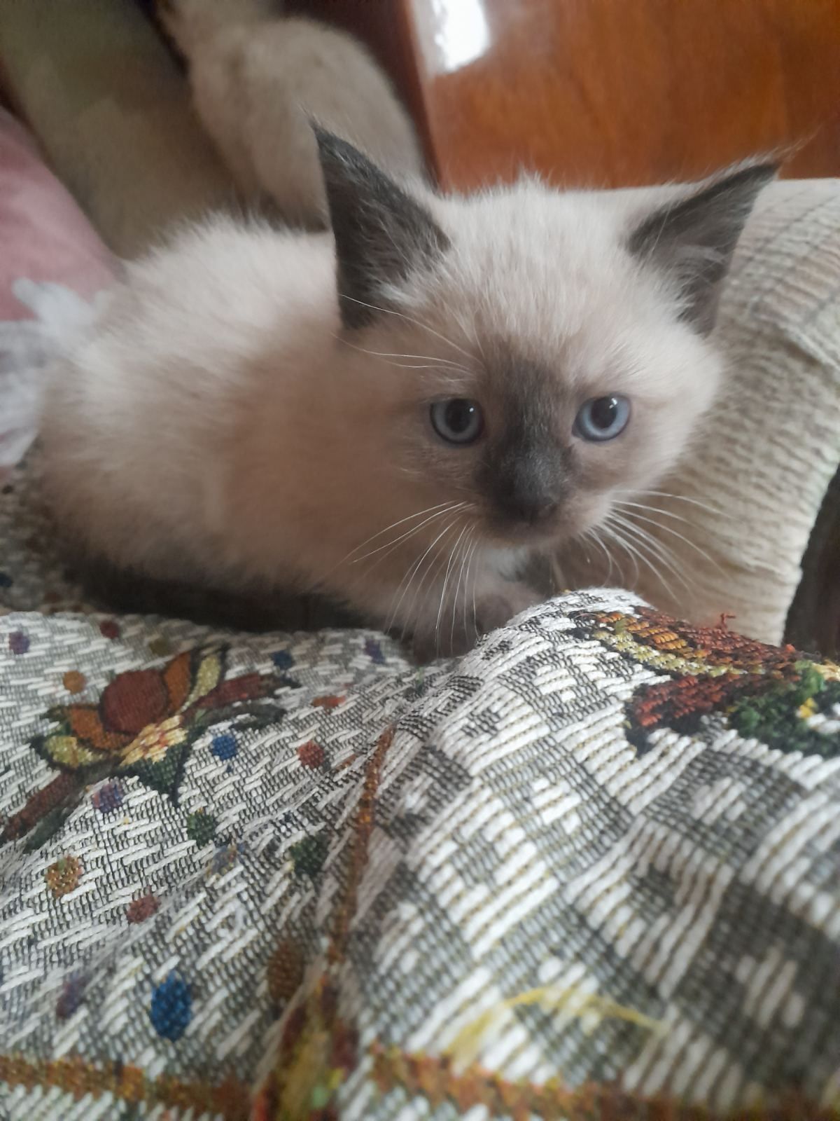 Кошенята сіамської породи