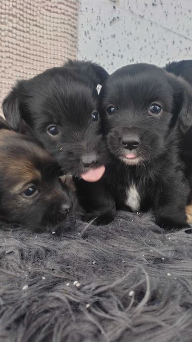 Oddam pieski w dobre ręce