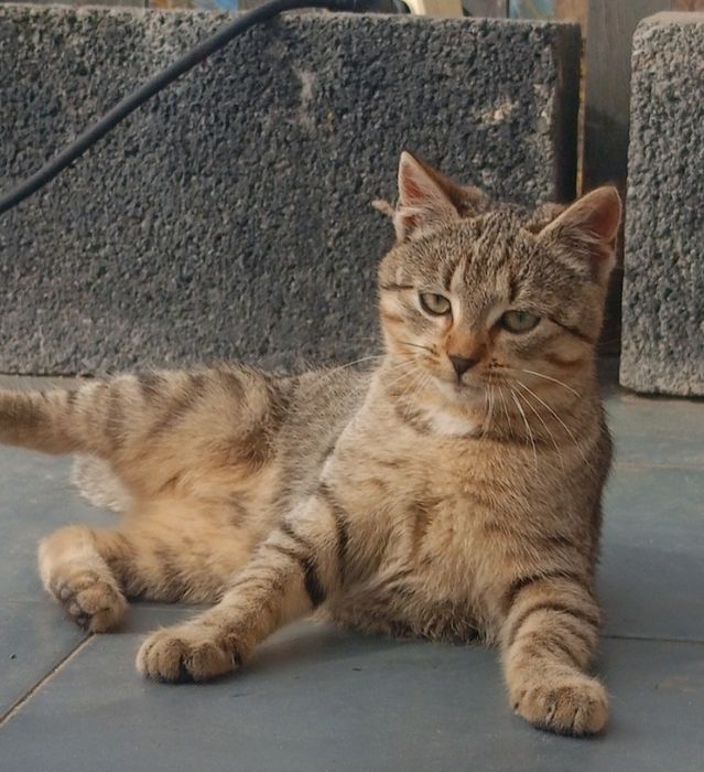 Oddam kotka w dobre ręce