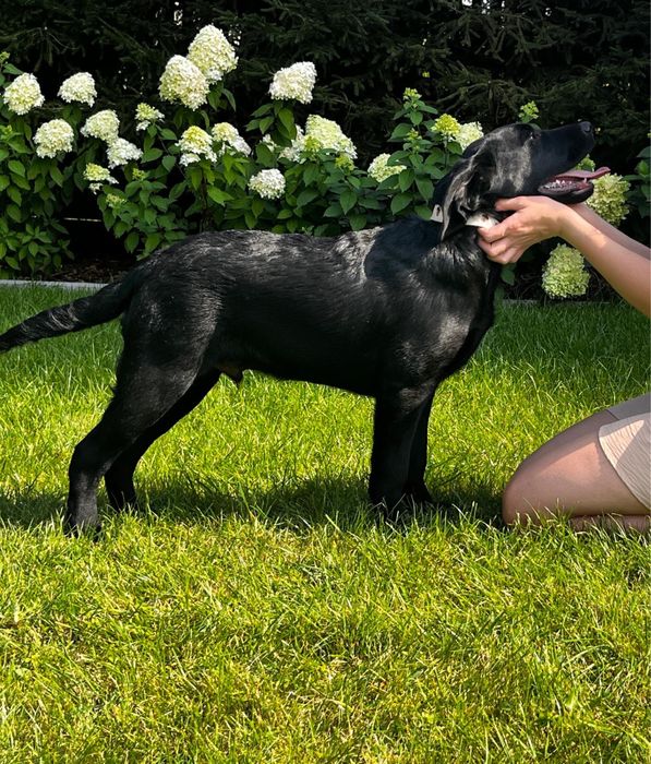 Labrador Retriever ZKwP FCI Czarny 5 Miesiący Gotowy na zmiane domku