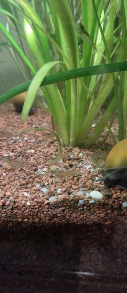 Camarões de aquário – 10 por 5€ + 1 grátis!
