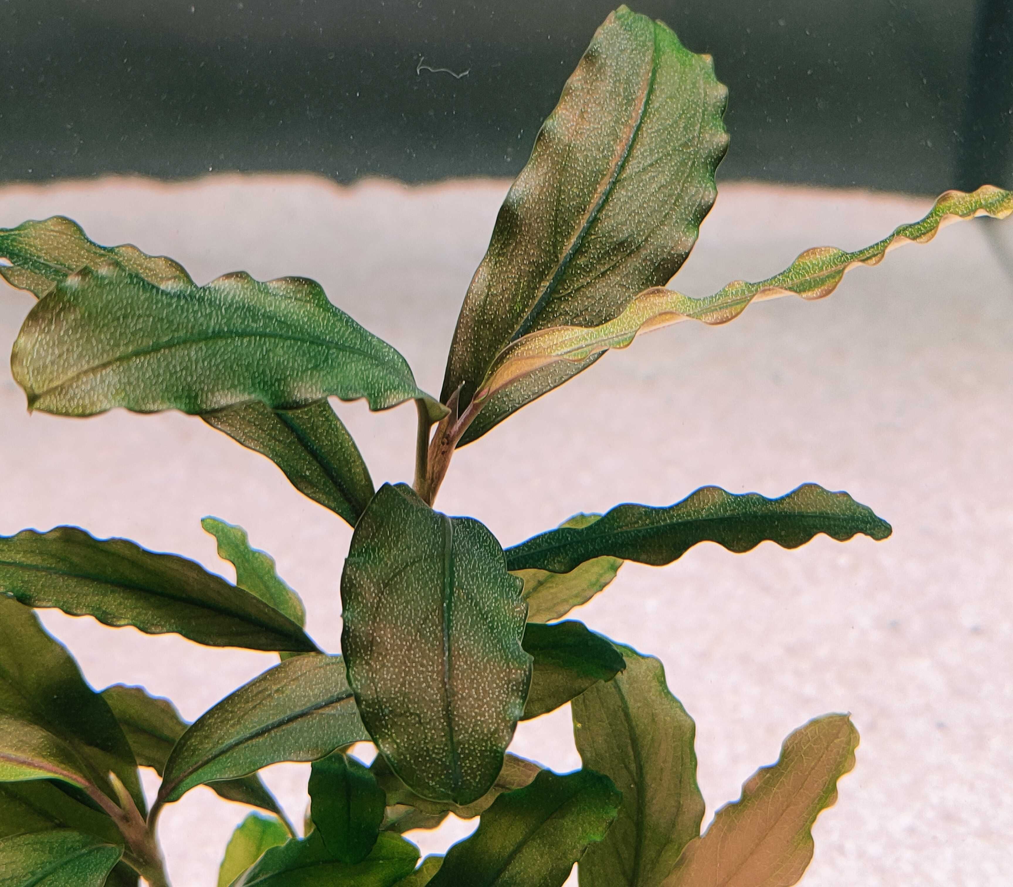 Bucephalandra Deep Purple Rarytas