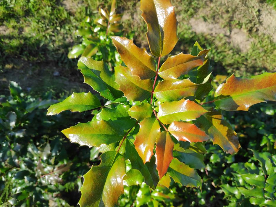 Mahonia gałązki na kompozycje florystyczne