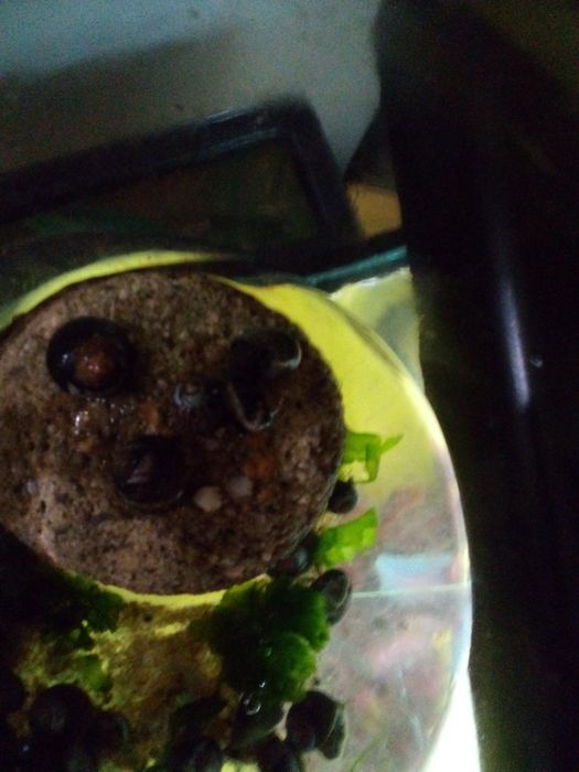 Caramujos / caracóis lindíssimos