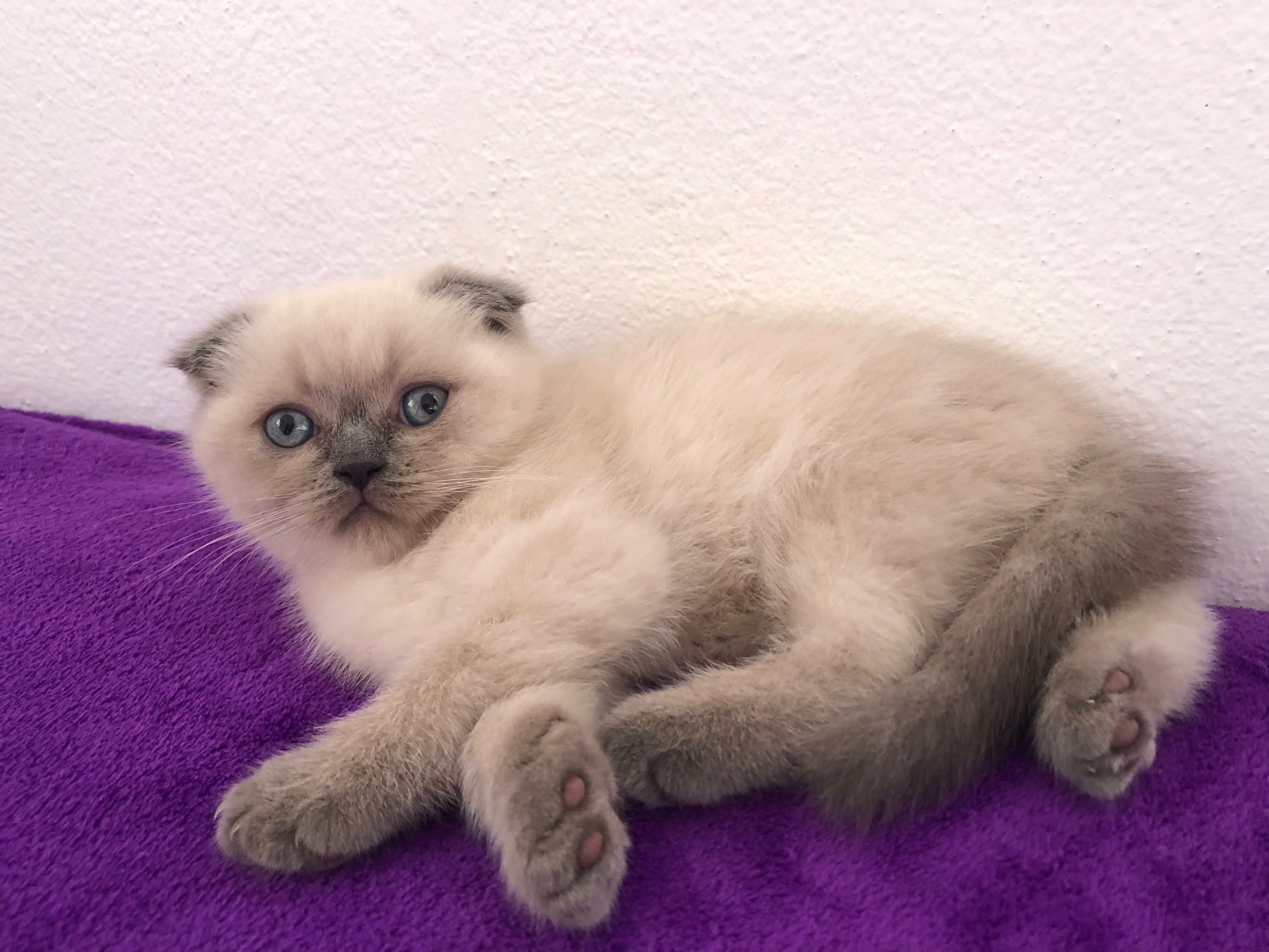 Fêmea Scottish Fold Blue Point