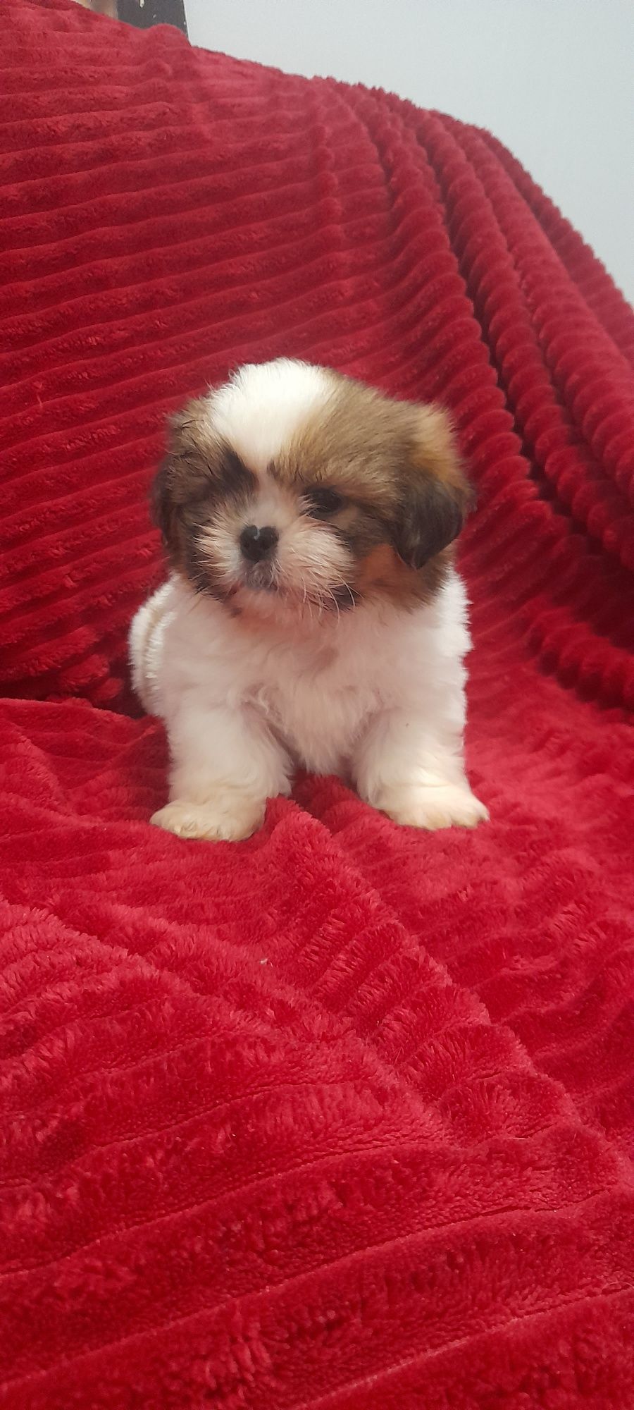 Lindo shih tzu macho vacinado e desparasitado