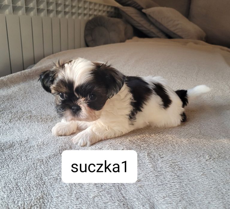 Shih-Tzu  suczka